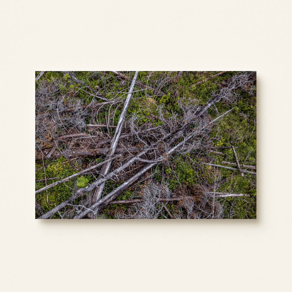 Abholzung Kanada (Leinwandprint 60x90cm)