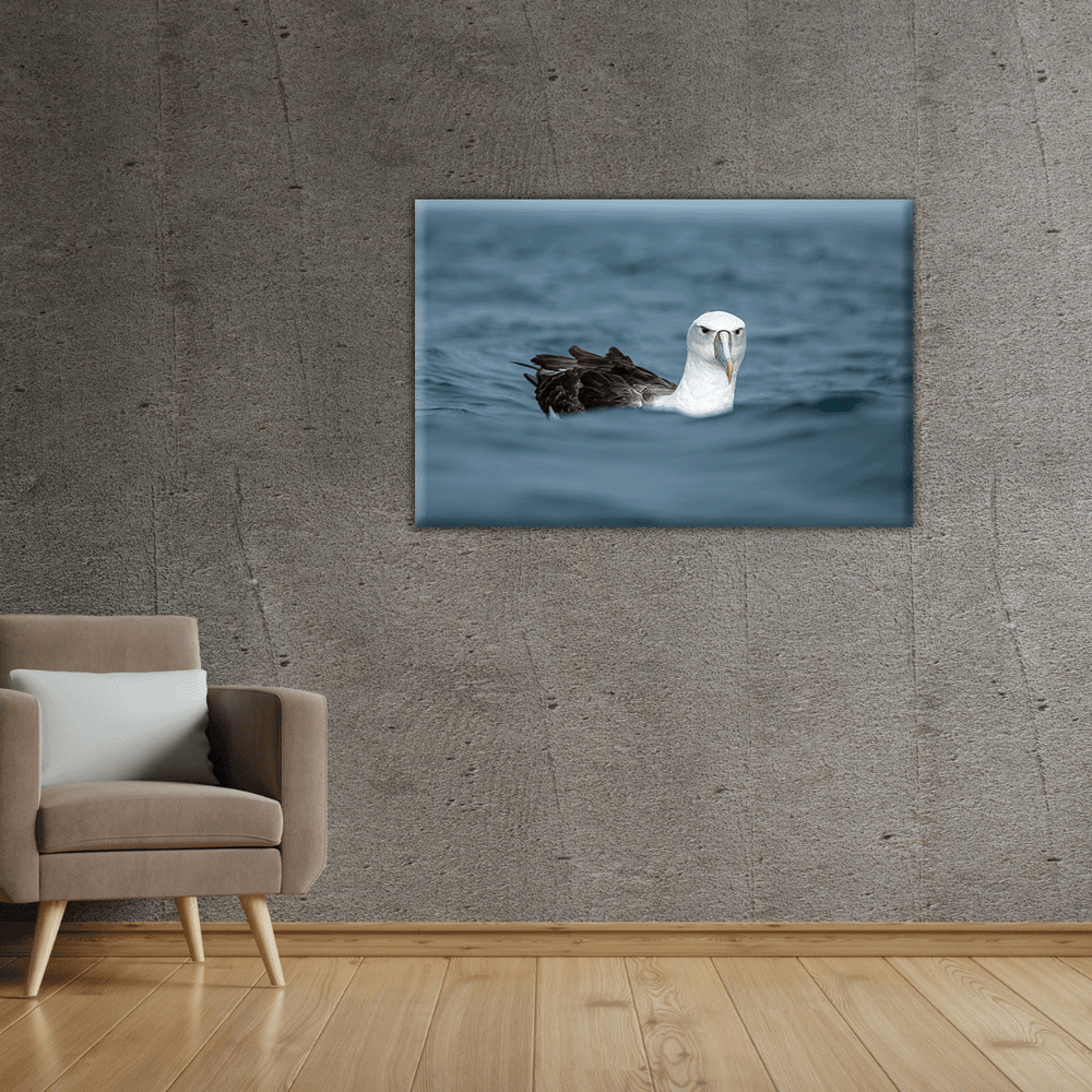 Schwimmender Albatross (Leinwandprint 60x90cm)