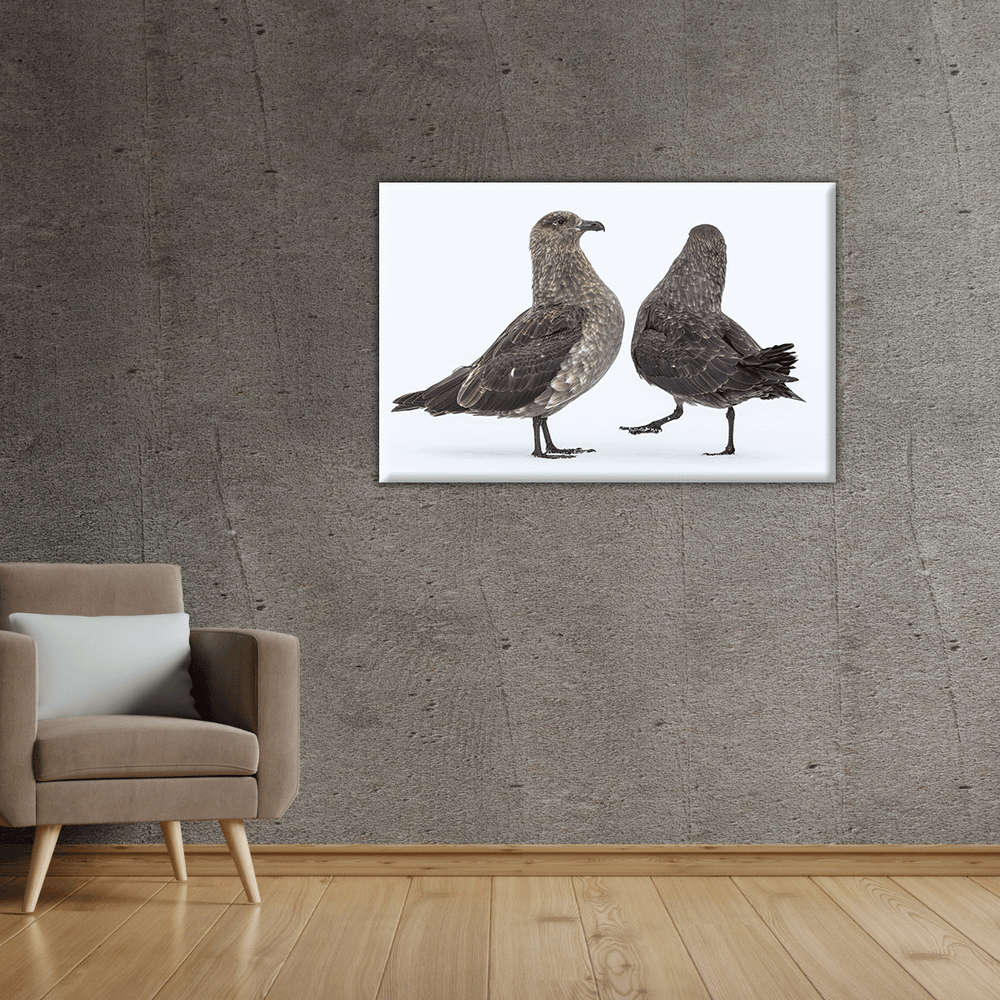 Skua´s Antarktis (Leinwandprint 60x90cm)