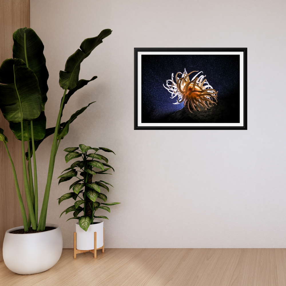 Anemone (Fine Art Print 30x45cm)