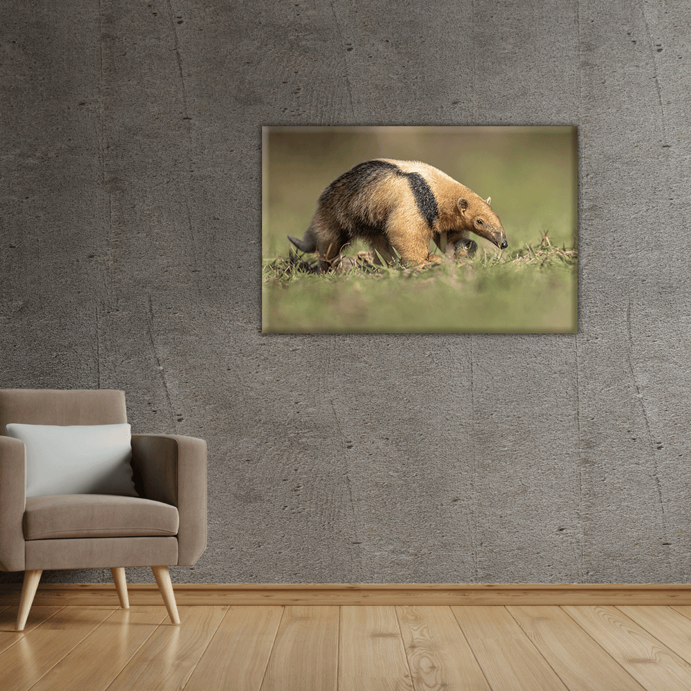 Kleiner Ameisenbär (Leinwandprint 60x90cm)