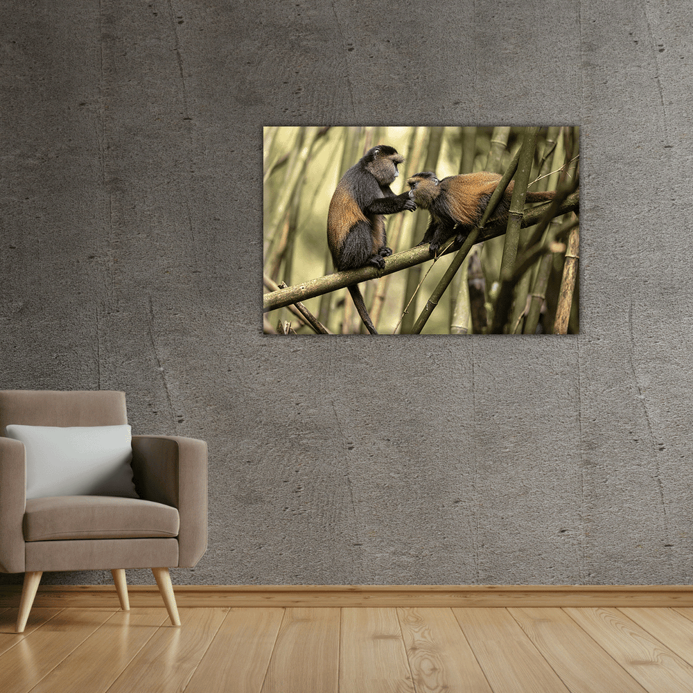 Goldmeerkatzen (Leinwandprint 60x90cm)