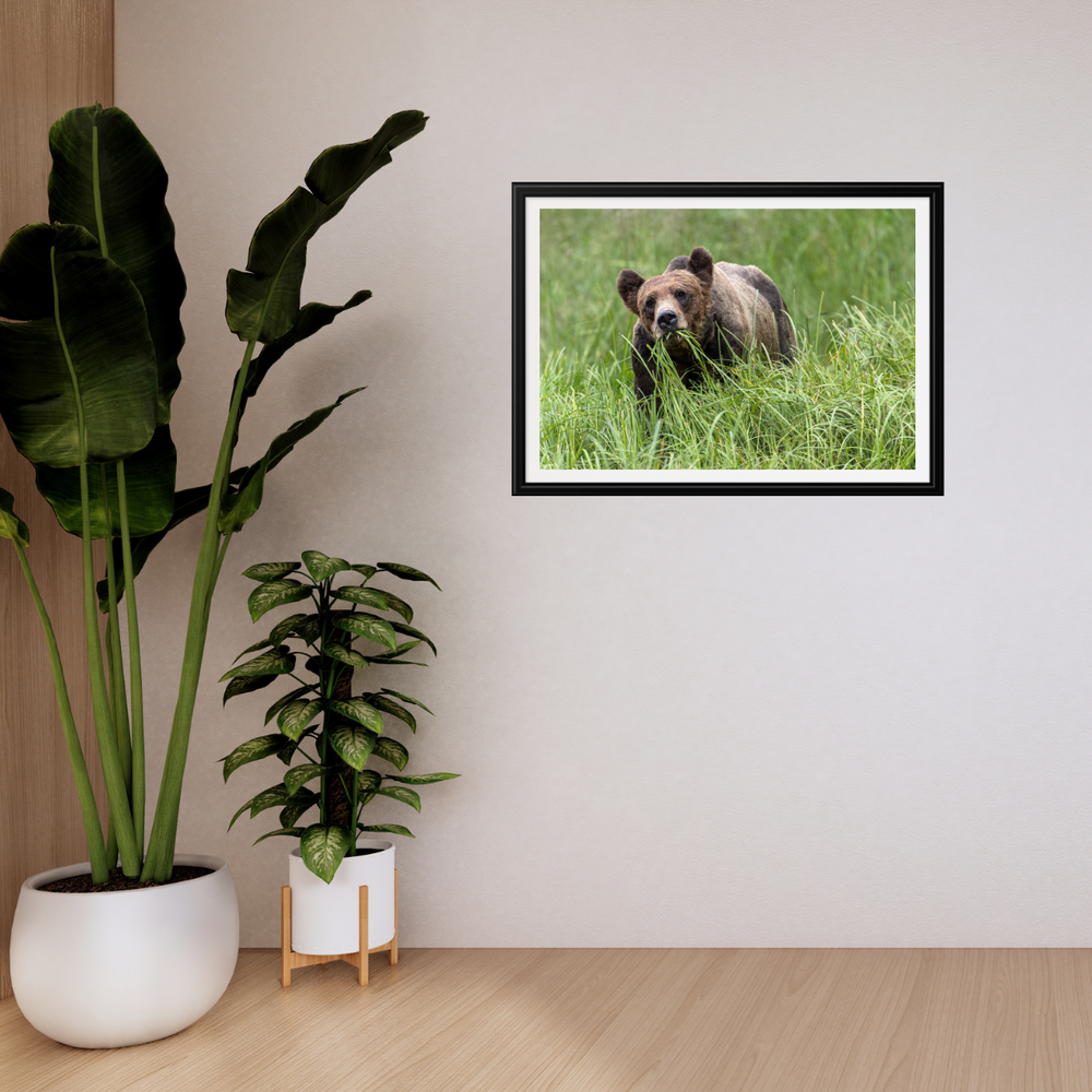 Grizzlybär (Fine Art Print 30x45cm)