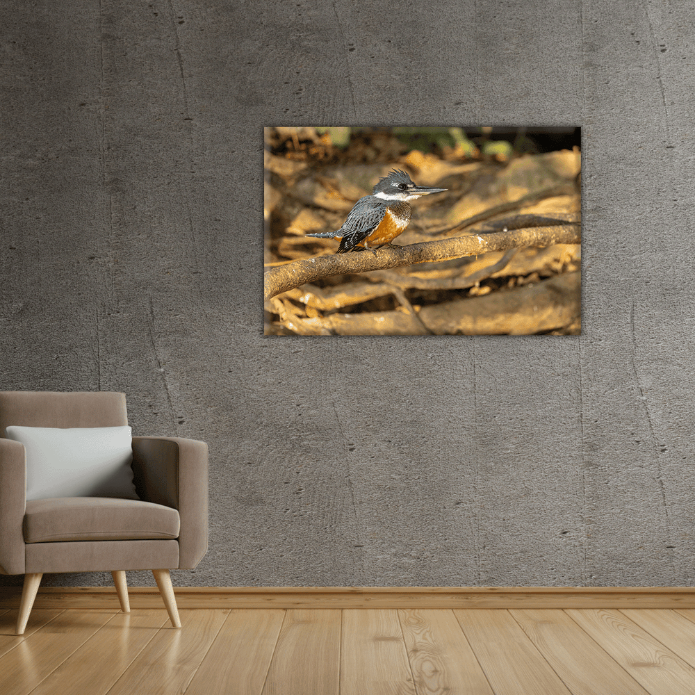 Kingfisher (Leinwandprint 60x90cm)
