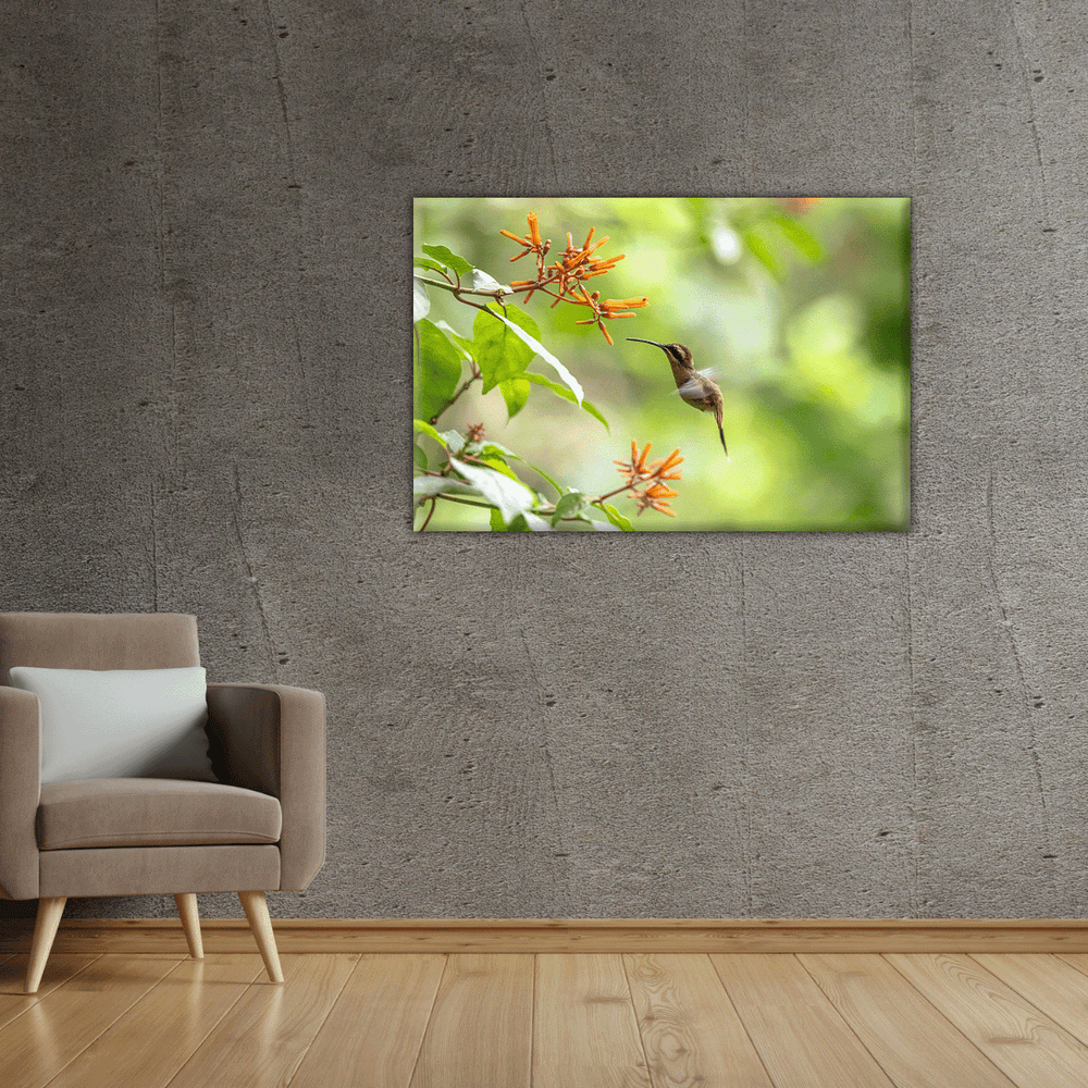Kolibri (Leinwandprint 60x90cm)