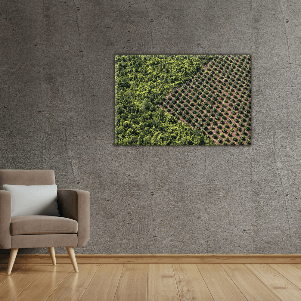 Palmöl-Plantage (Leinwandprint 60x90cm)