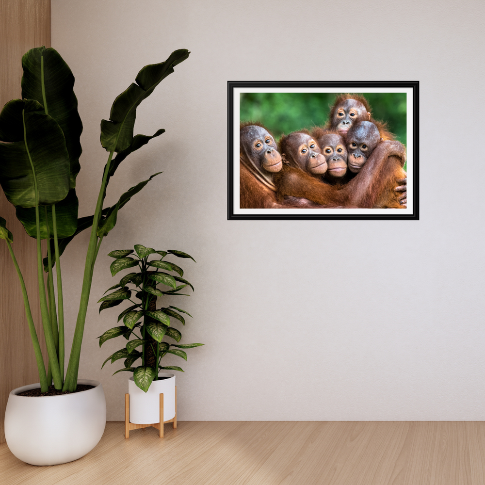 Orang-Utans (Fine Art Print 30x45cm)