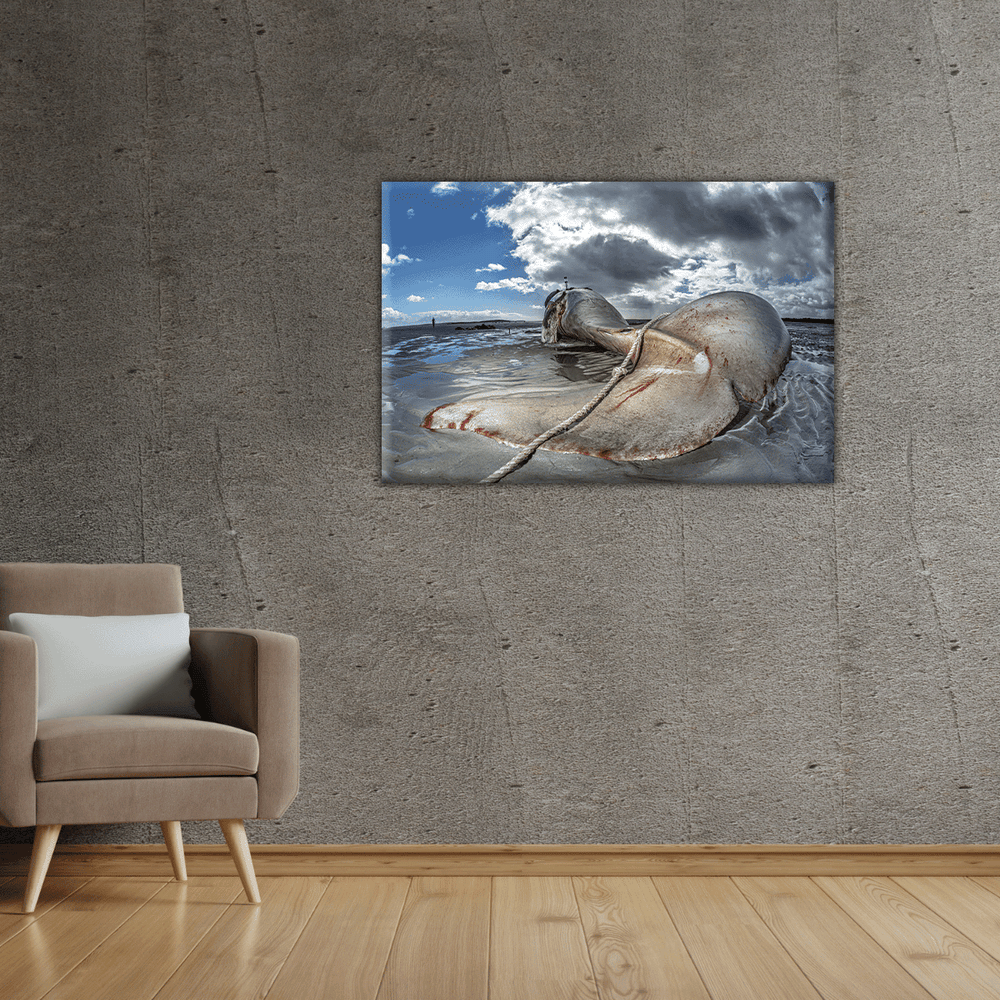 Orca Strandung in Australien (Leinwandprint 60x90cm)