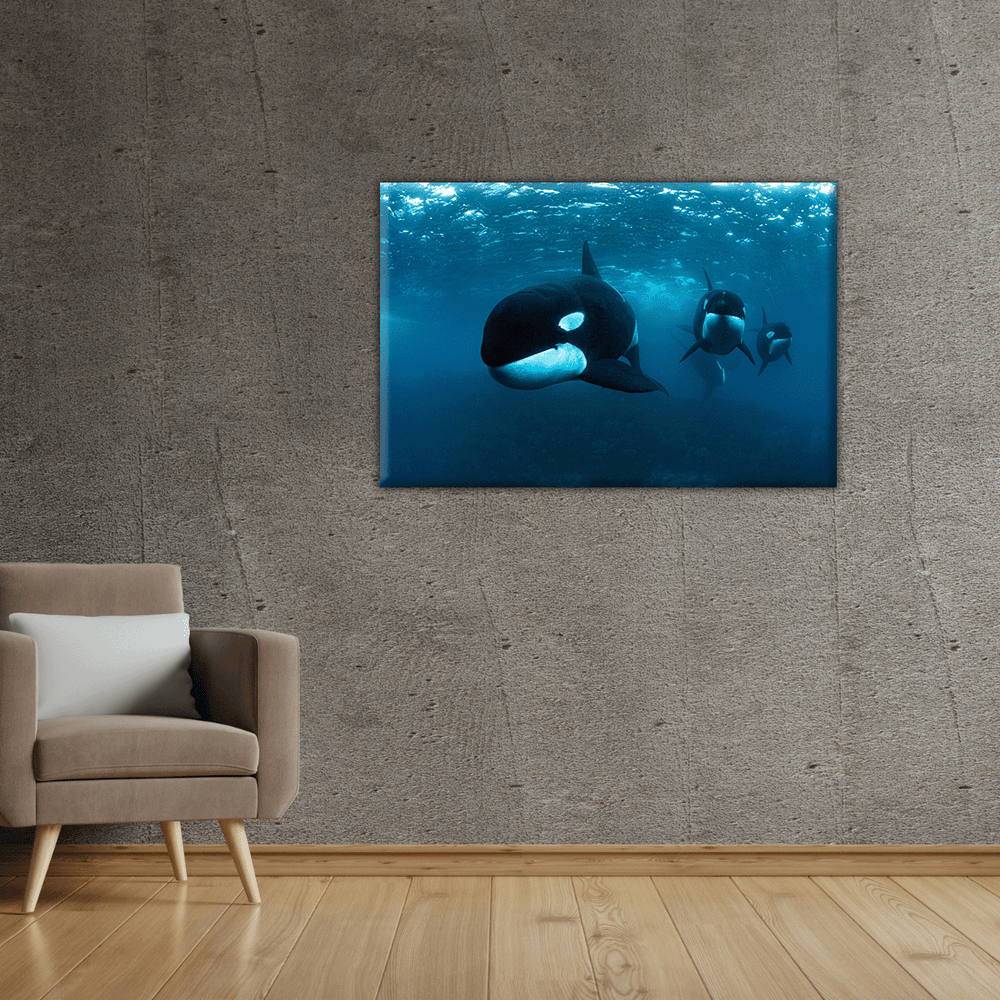 Orcas (Leinwandprint 60x90cm)