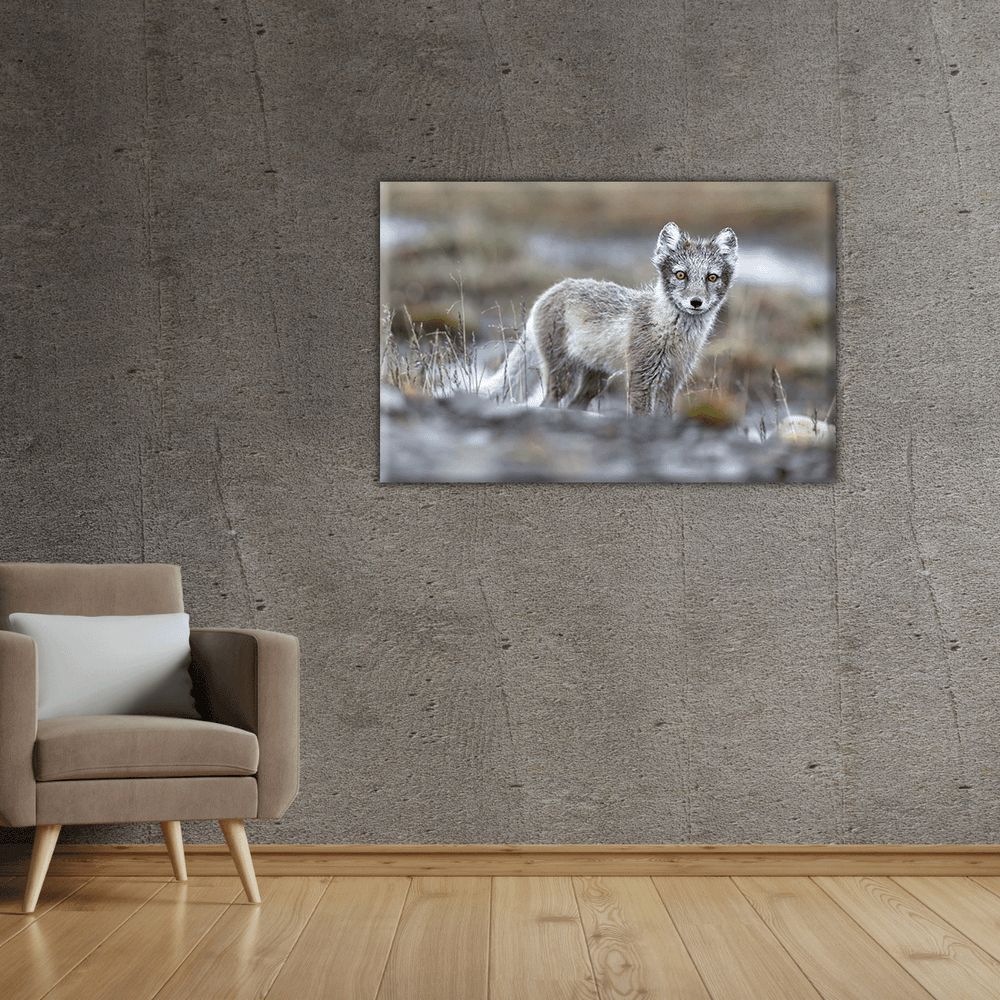 Polarfuchs (Leinwandprint 60x90cm)