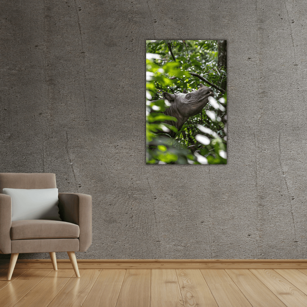 Sumatranashorn Porträt (Leinwandprint 90x60cm)