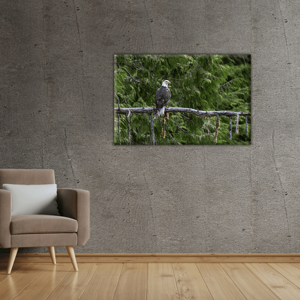 Weißkopfseeadler (Leinwandprint 60x90cm)