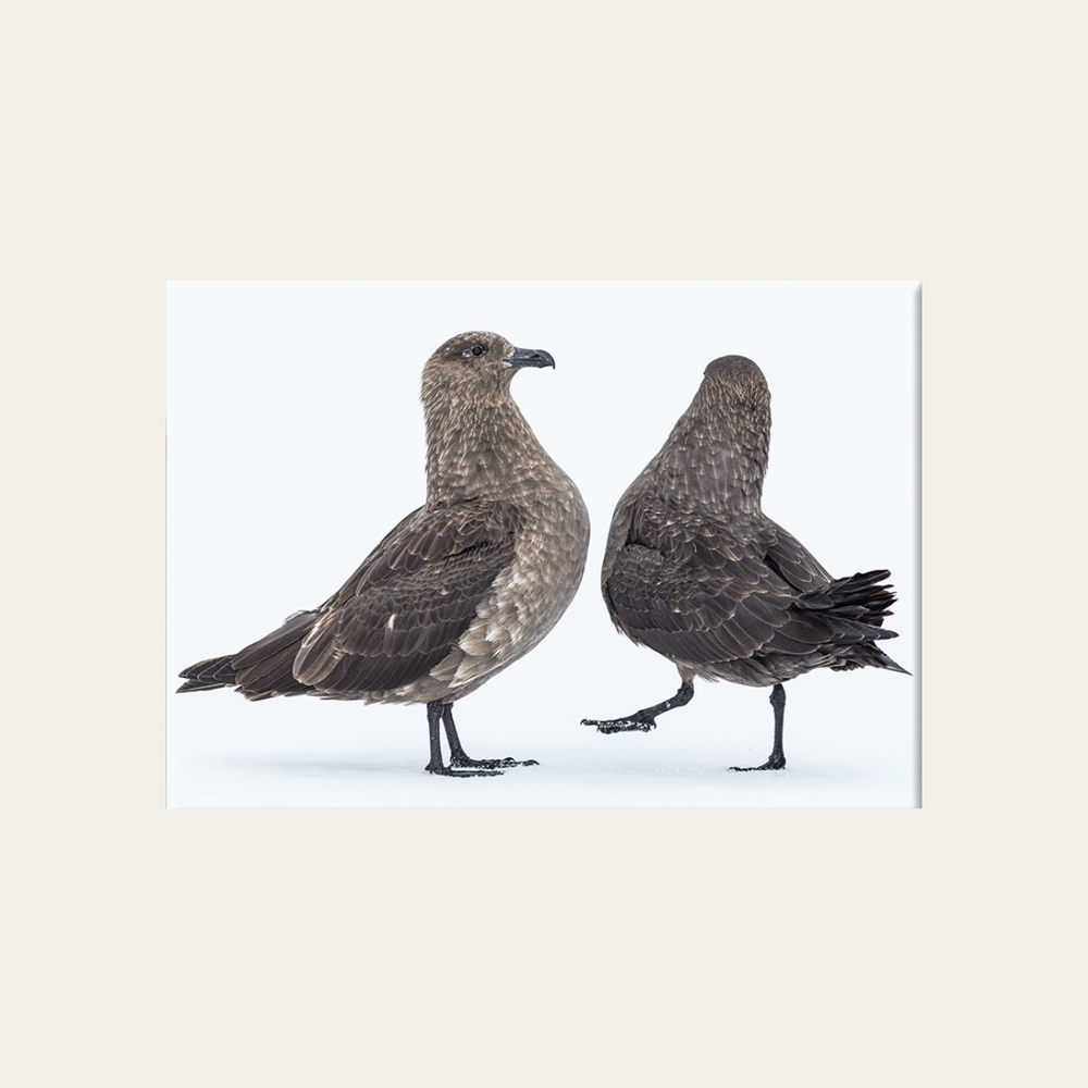 Skua´s Antarktis (Leinwandprint 60x90cm)