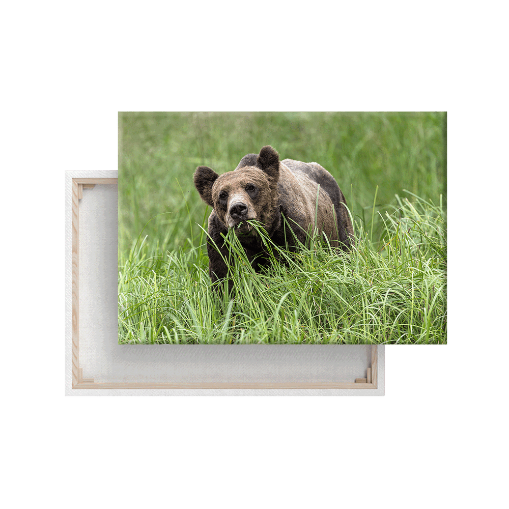 Grizzlybär (Leinwandprint 60x90cm)