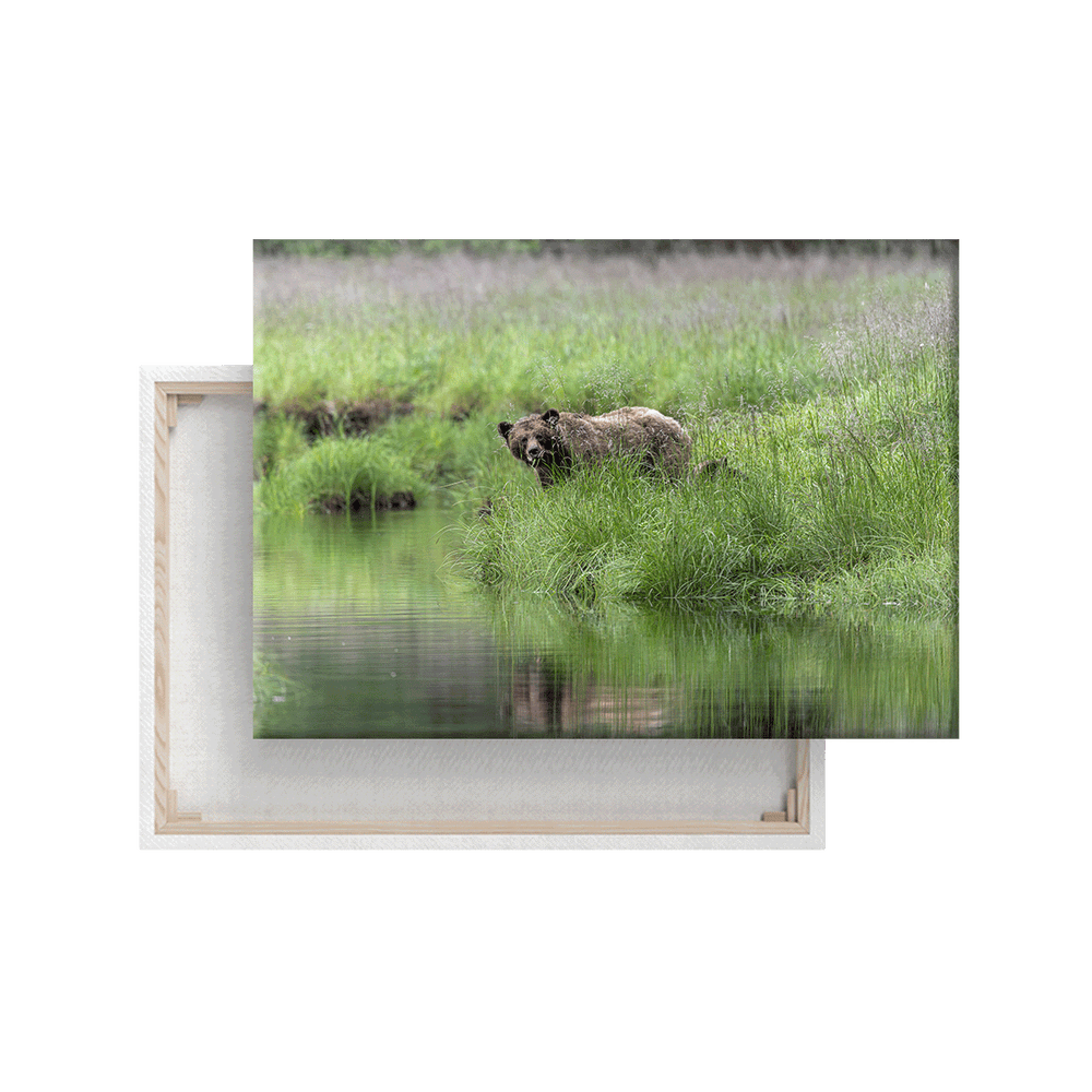 Grizzlybär im Süßgras (Leinwandprint 60x90cm)