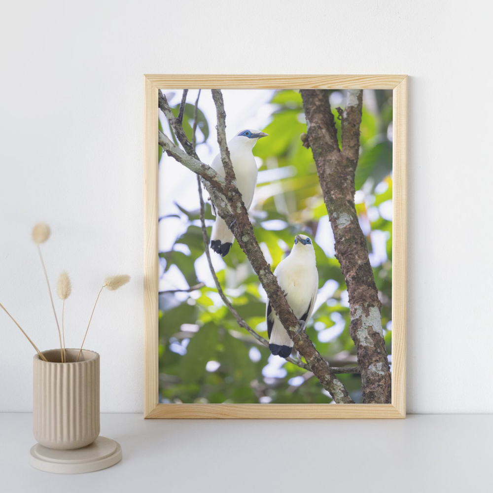 Bali Starling Paar (Fine Art Print 45x30cm)