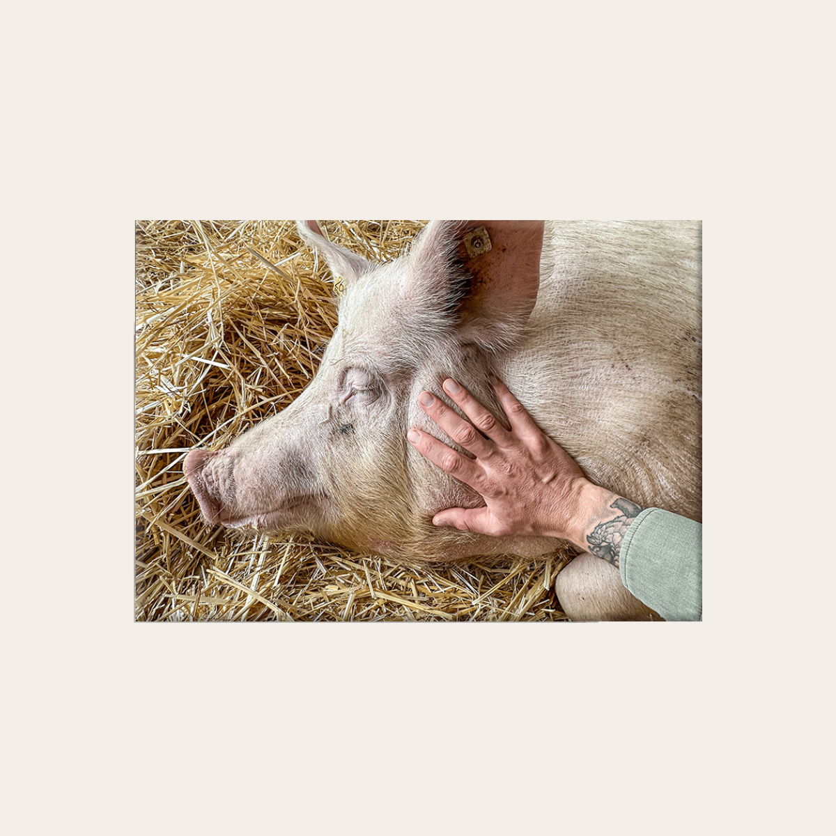 Bibi (Leinwandprint 60x90cm)