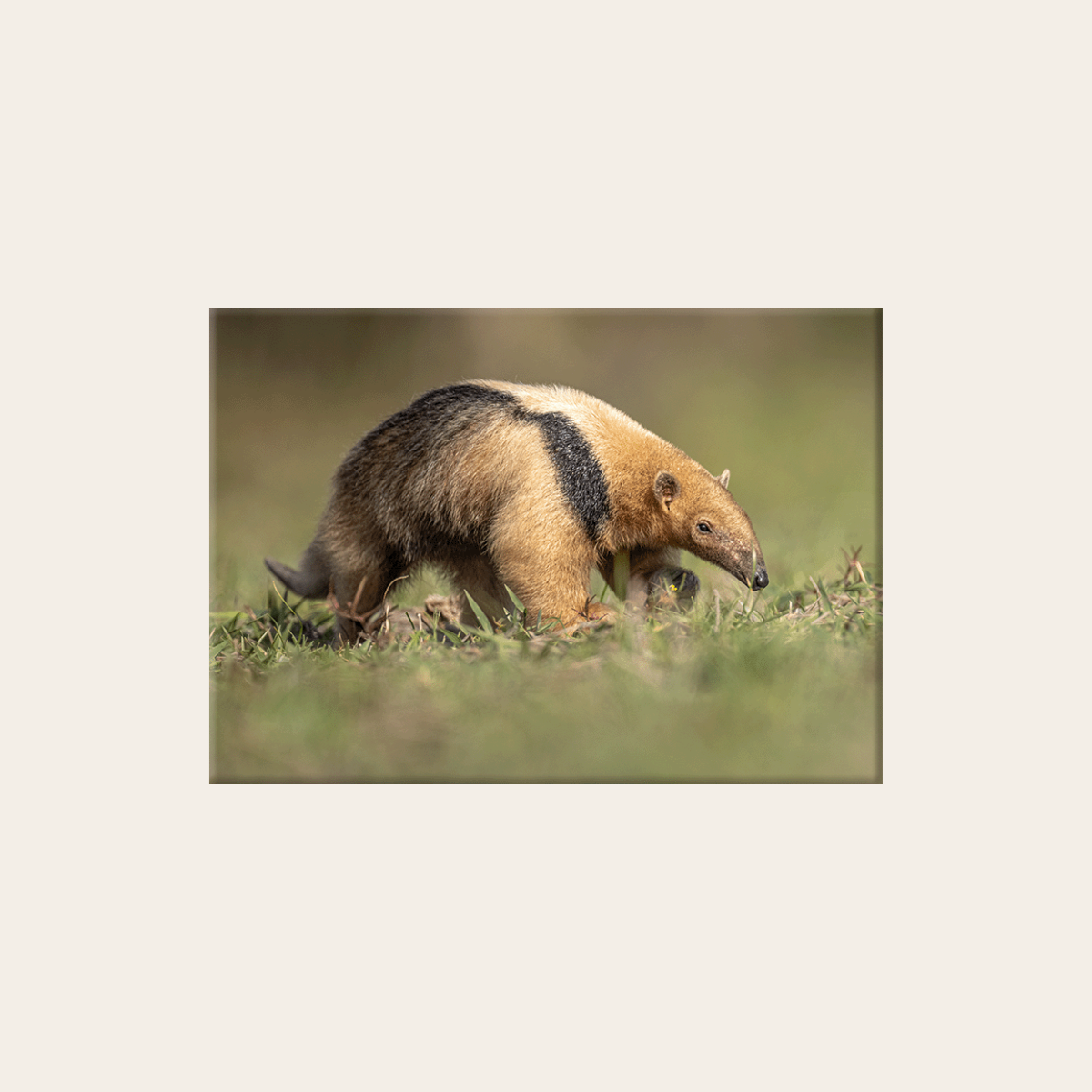 Kleiner Ameisenbär (Leinwandprint 60x90cm)