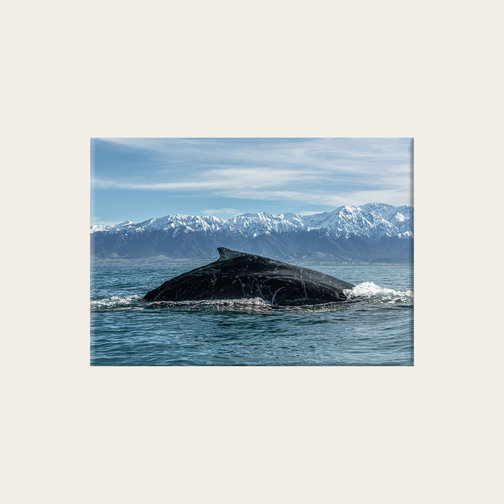 Buckelwal in Kaikoura (Leinwandprint 60x90cm)