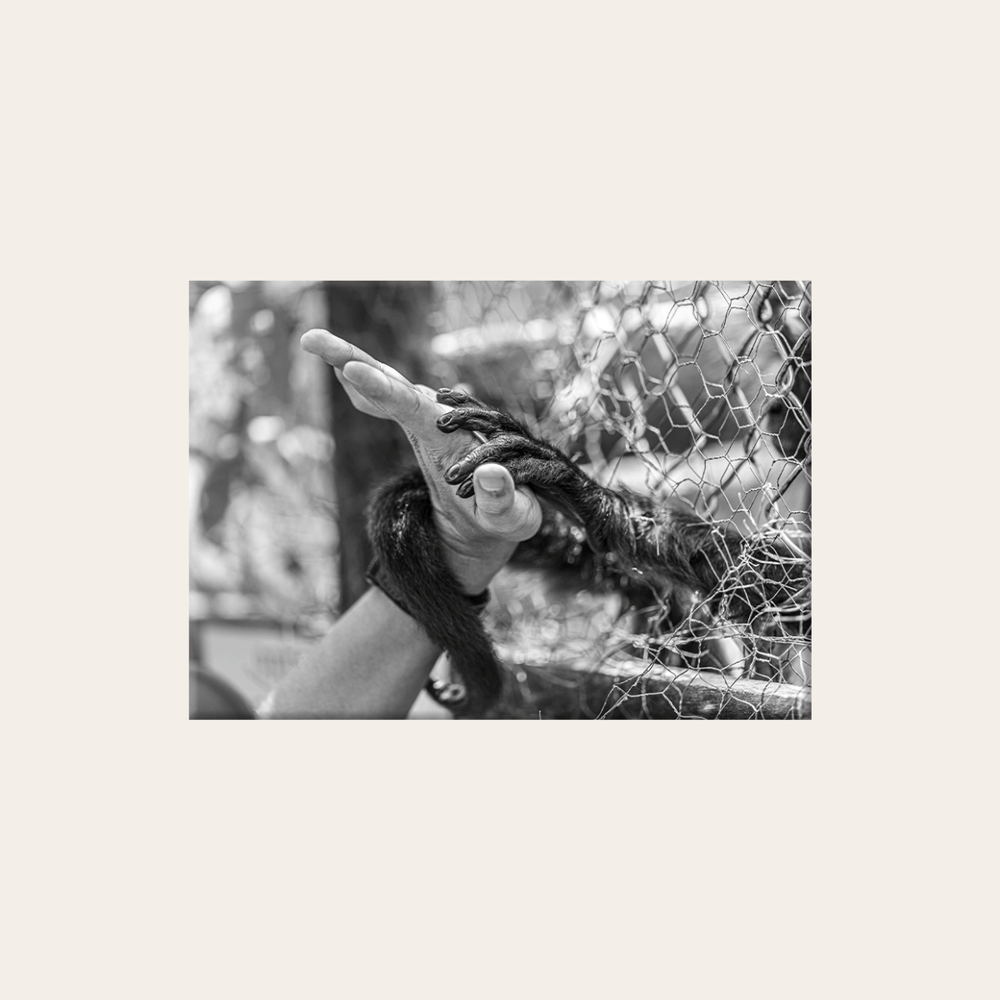 Freedom (Leinwandprint 60x90cm)