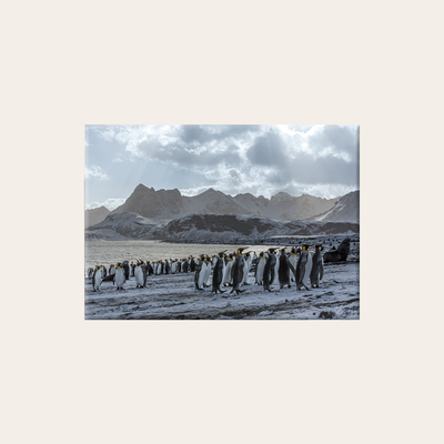 Gold-Harbour Südgeorgien (Leinwandprint 60x90cm)