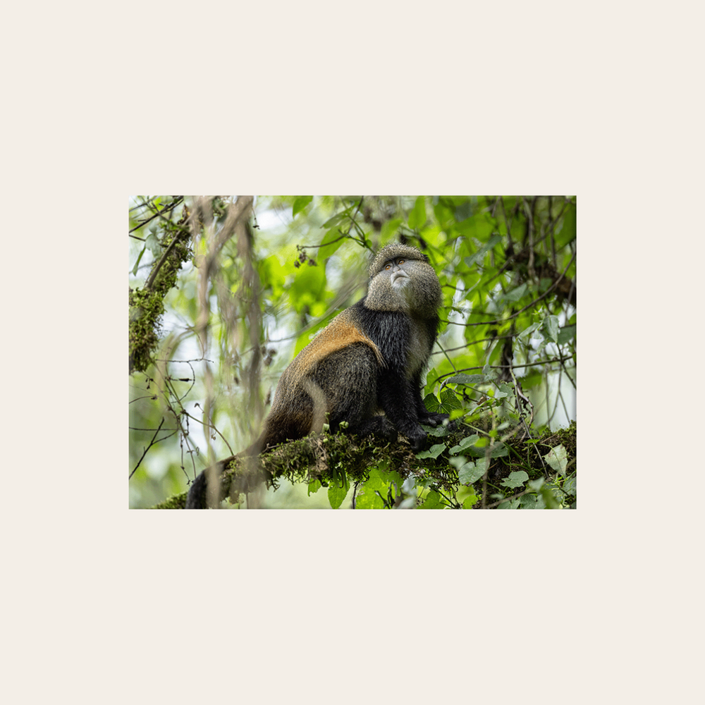 Goldmeerkatze (Leinwandprint 60x90cm)