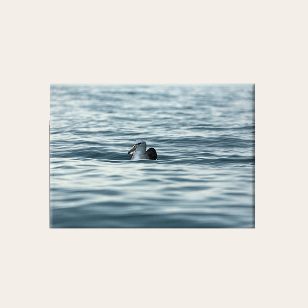 Graukopfalbatross (Leinwandprint 60x90cm)