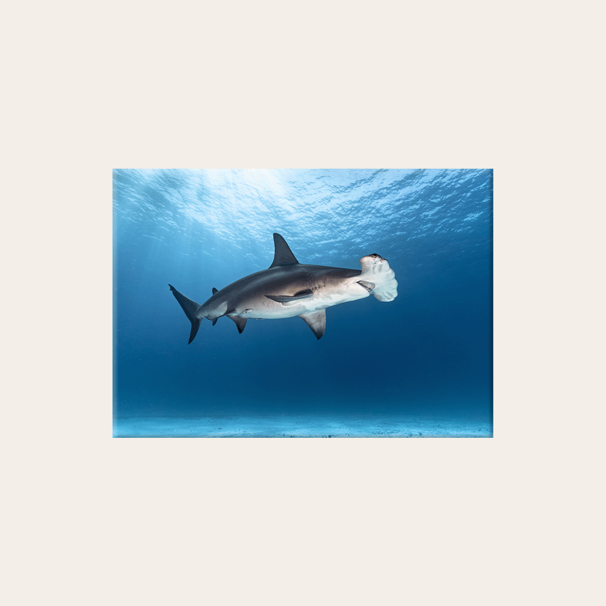 Großer Hammerhai (Leinwandprint 60x90cm)