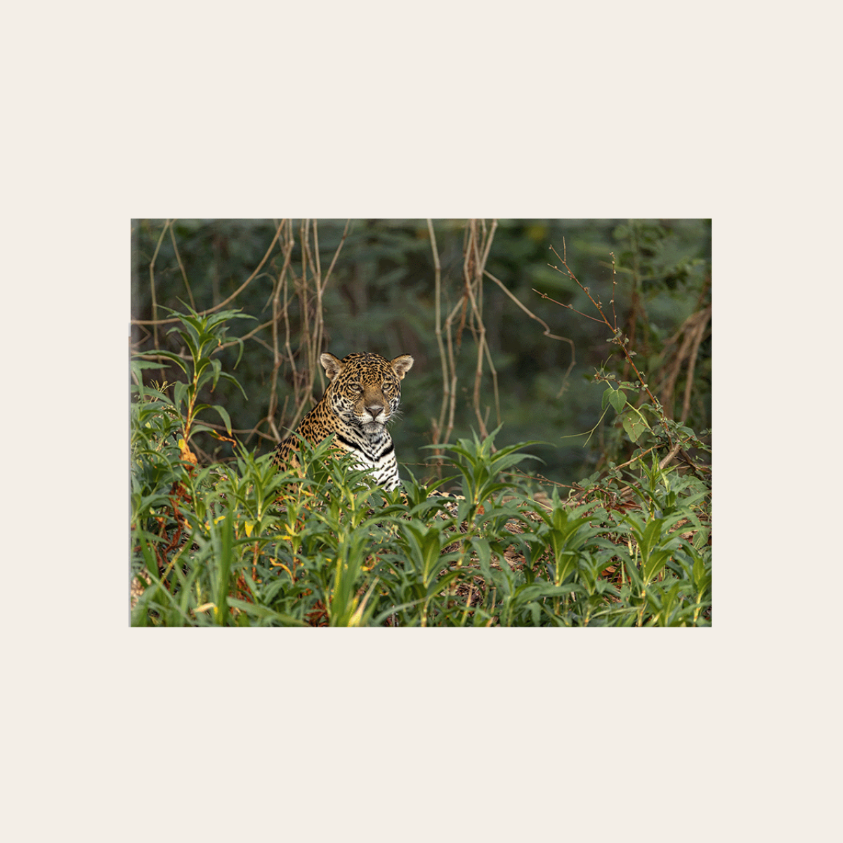 Jaguar 2.0 (Leinwandprint 60x90cm)