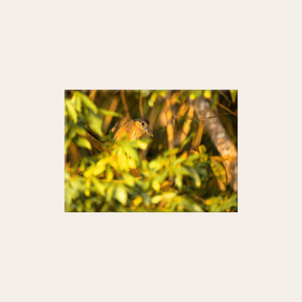 Kahnschnabelreiher (Leinwandprint 60x90cm)