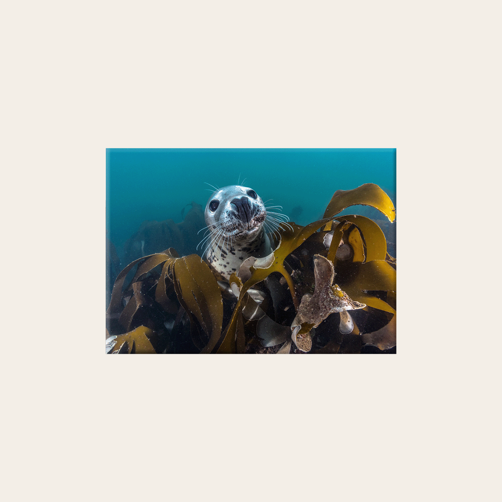 Kegelrobbe unter Wasser (Leinwandprint 60x90cm)