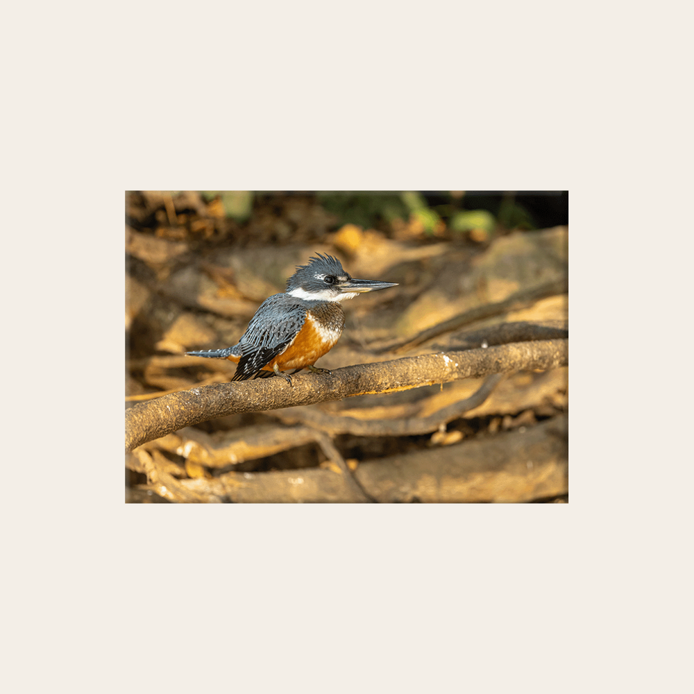 Kingfisher (Leinwandprint 60x90cm)