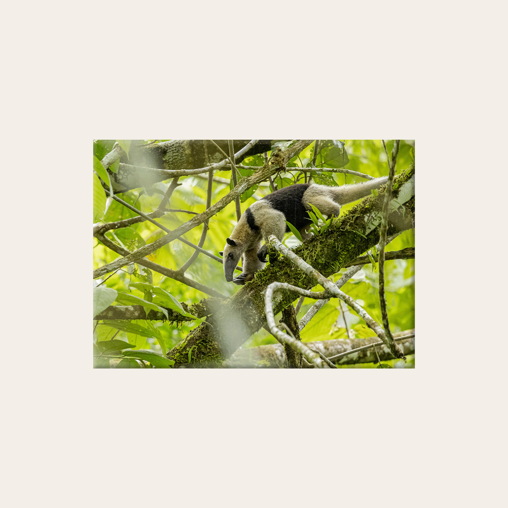 Kleiner Ameisenbär 2.0 (Leinwandprint 60x90cm)