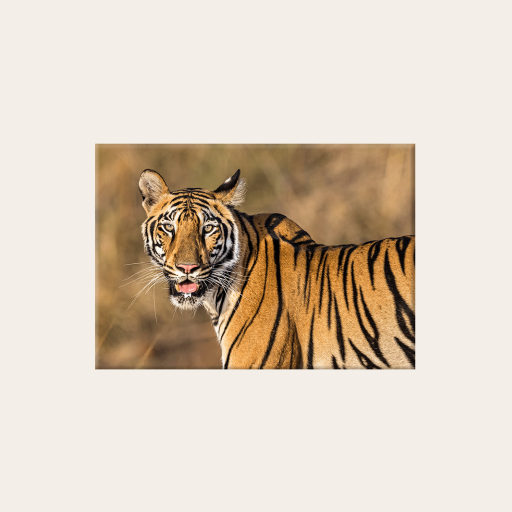 Königstiger (Leinwandprint 60x90cm)