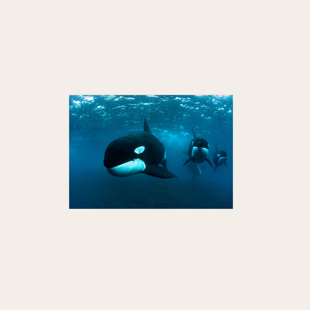 Orcas (Leinwandprint 60x90cm)
