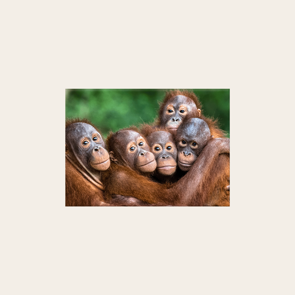 Orang-Utan (Leinwandprint 60x90cm)