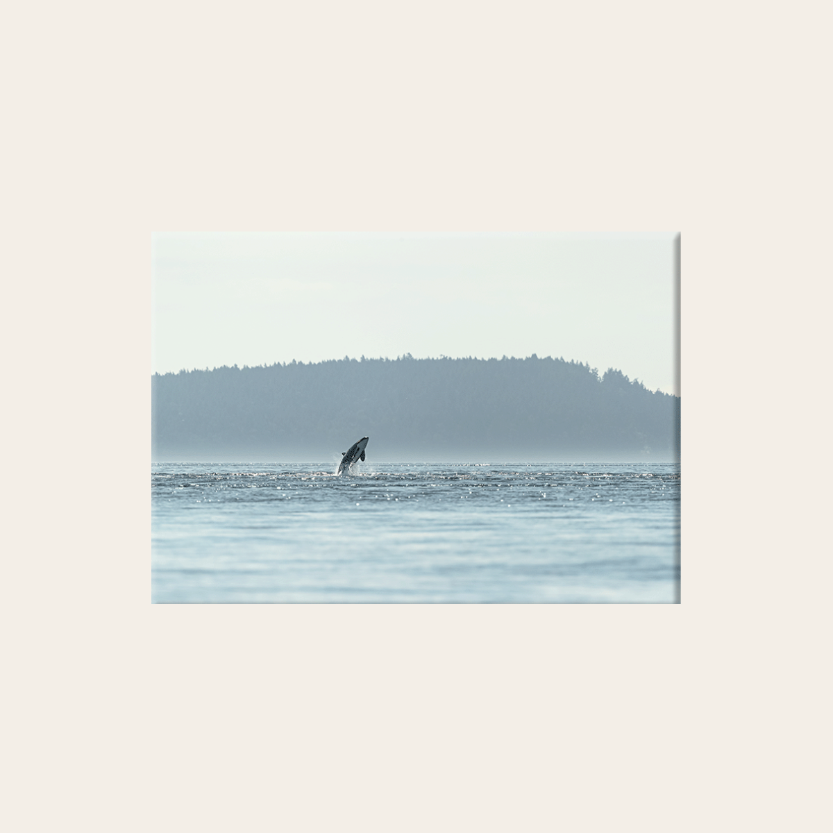 Orca im Sprung (Leinwandprint 60x90cm)