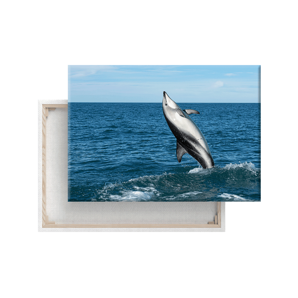 Schwarzdelfin (Leinwandprint 60x90cm)