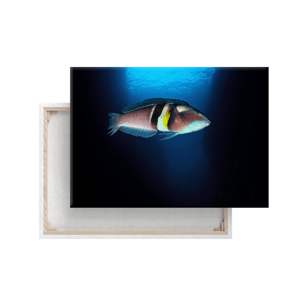 Sandager-Lippfisch (Leinwandprint 60x90cm)