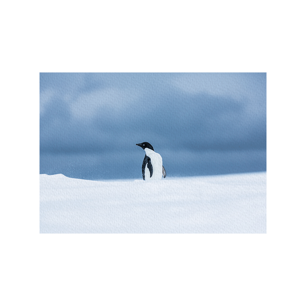 Adeliepinguin (Fine Art Print 30x45cm)