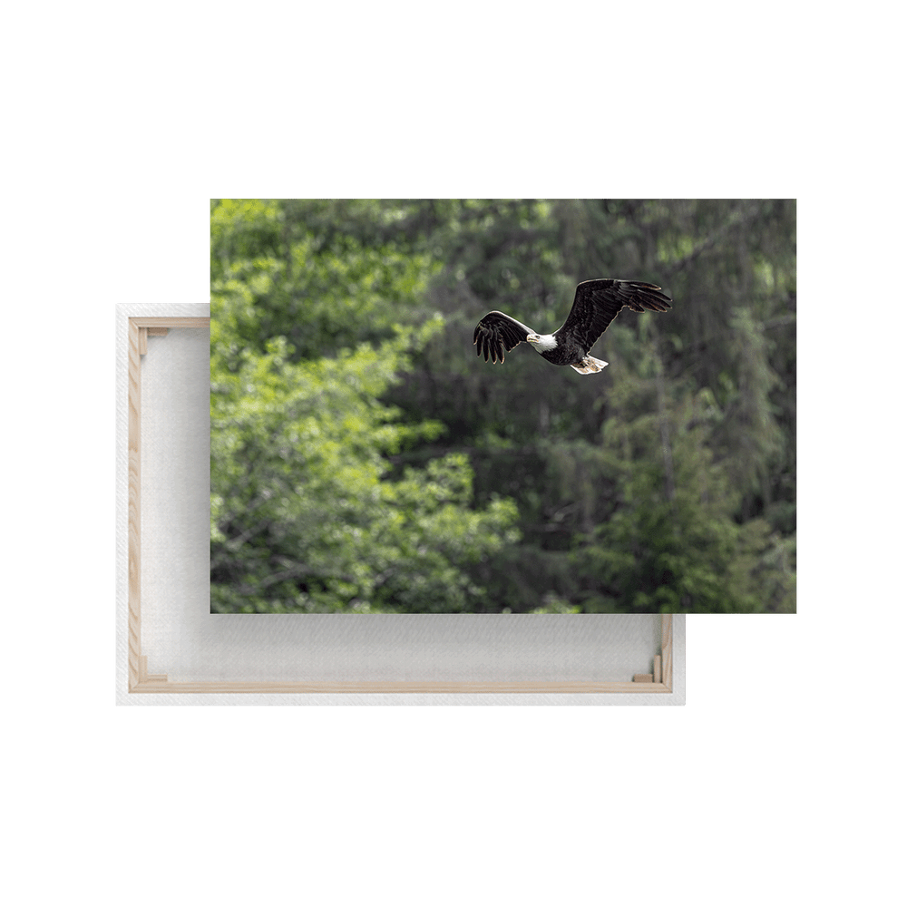 Weißkopfseeadler im Flug (Leinwandprint 60x90cm)
