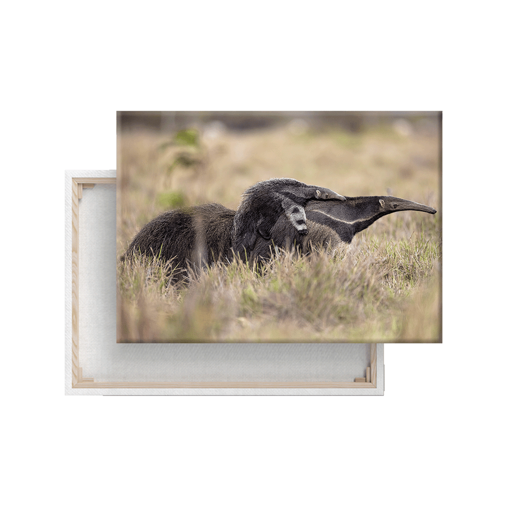 Ameisenbär (Leinwandprint 60x90cm)