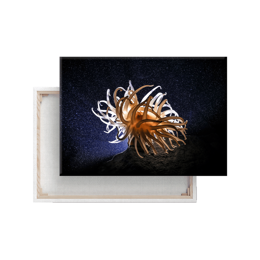 Anemone (Leinwandprint 60x90cm)