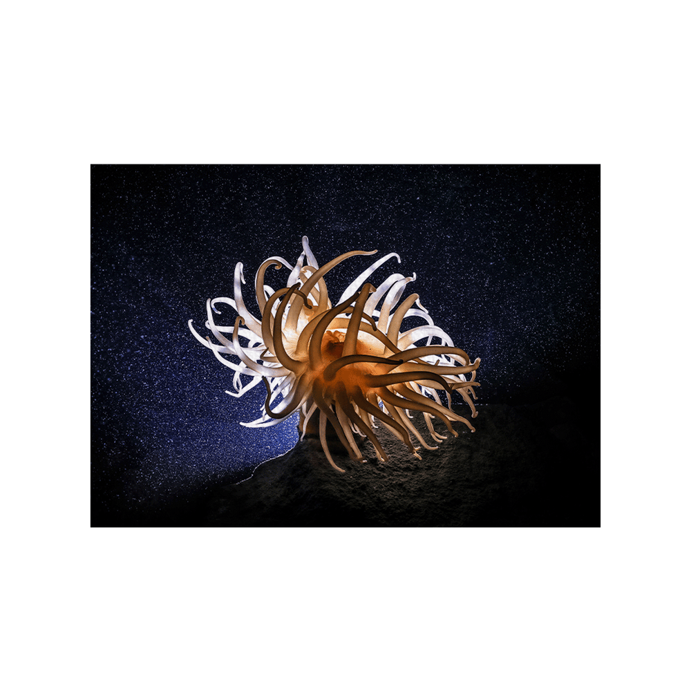 Anemone (Fine Art Print 30x45cm)