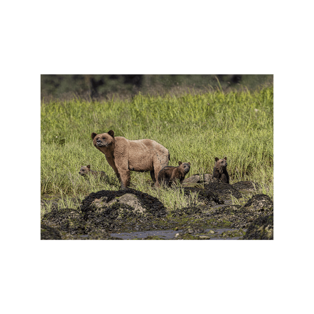 Bärenfamilie (Fine Art Print 30x45cm)