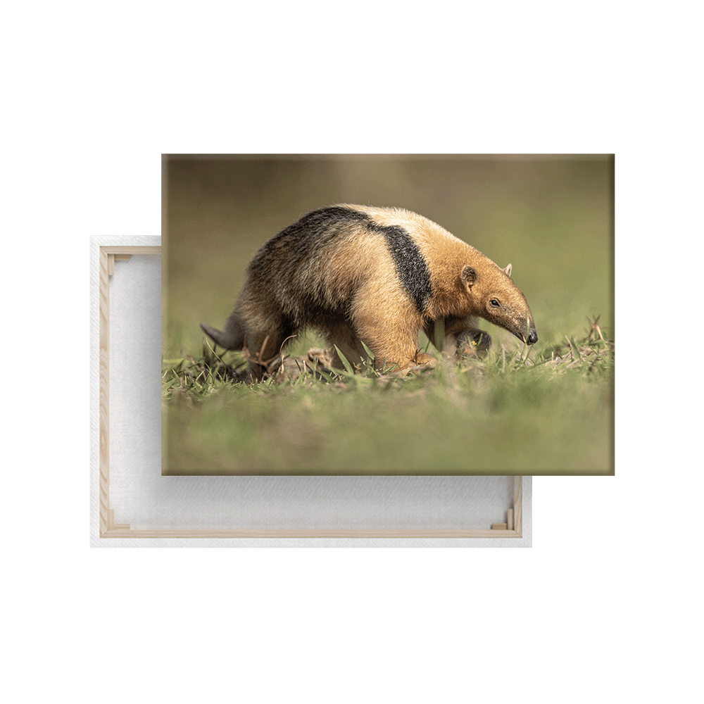 Kleiner Ameisenbär (Leinwandprint 60x90cm)