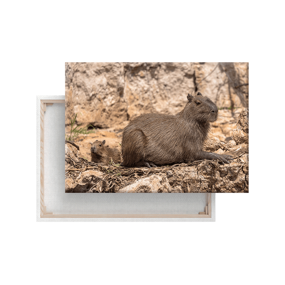 Capybara Mutter mit Baby (Leinwandprint 60x90cm)