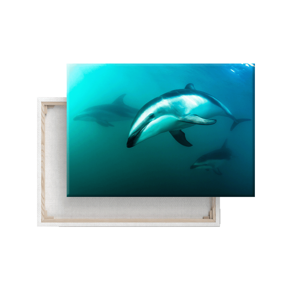 Delfine (Leinwandprint 60x90cm)