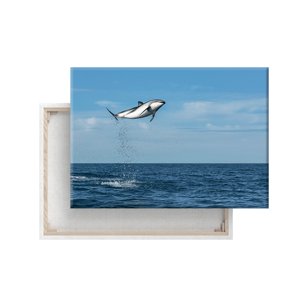 Springender Delfin (Leinwandprint 60x90cm)