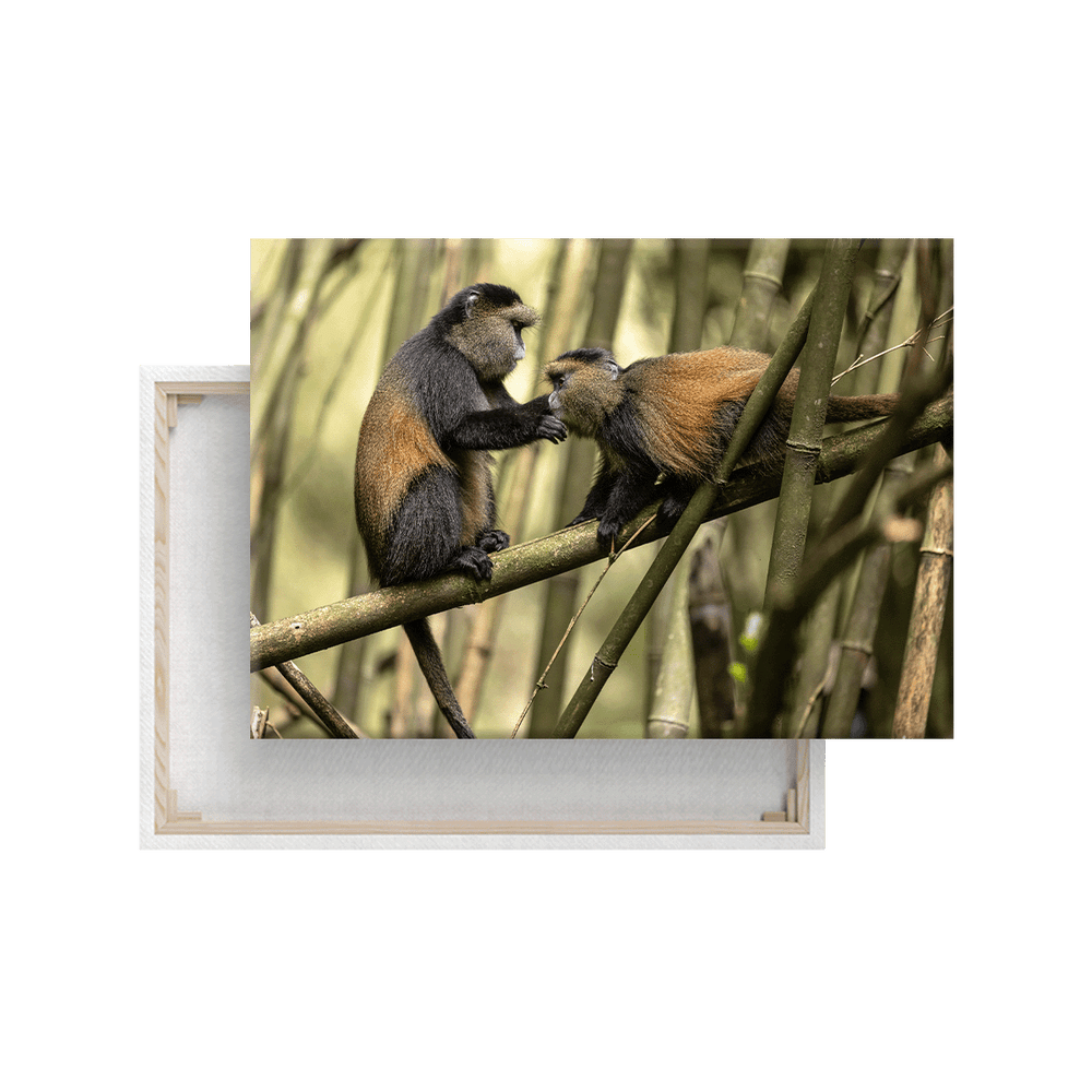 Goldmeerkatzen (Leinwandprint 60x90cm)